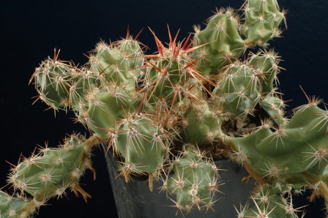 Tephrocactus_walterspielii